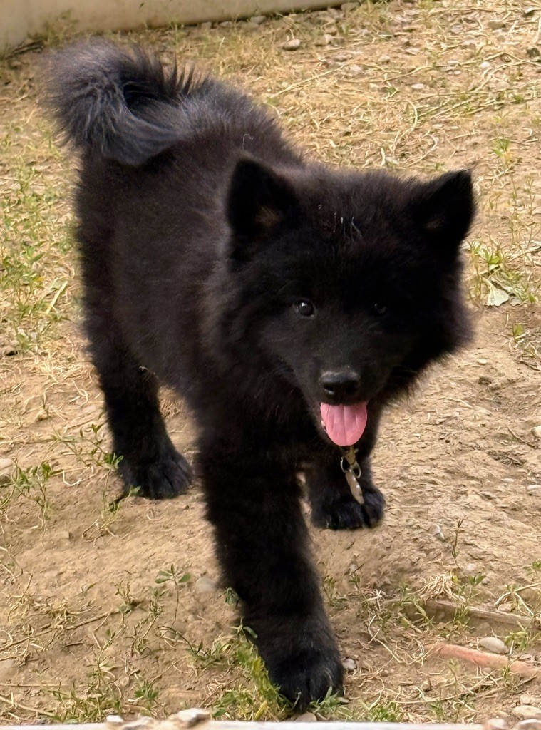 Des Loups Du Midour - Chiots disponibles - Eurasier