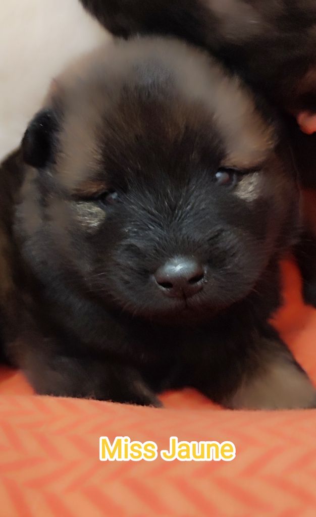 Des Loups Du Midour - Chiots disponibles - Eurasier