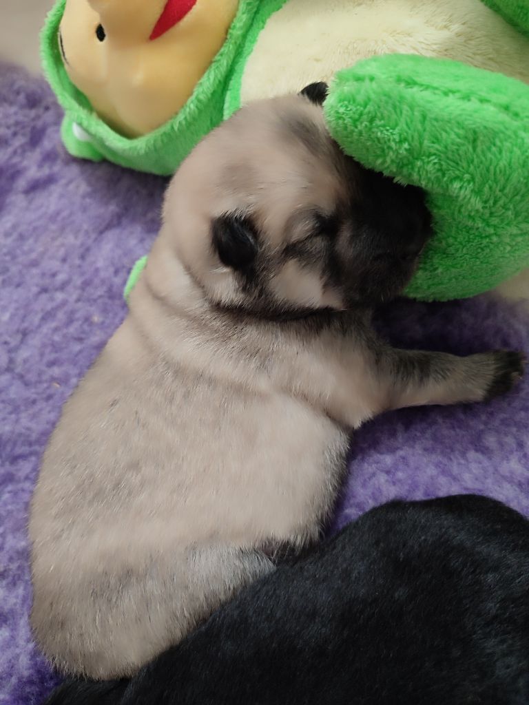 Des Loups Du Midour - Chiots disponibles - Eurasier
