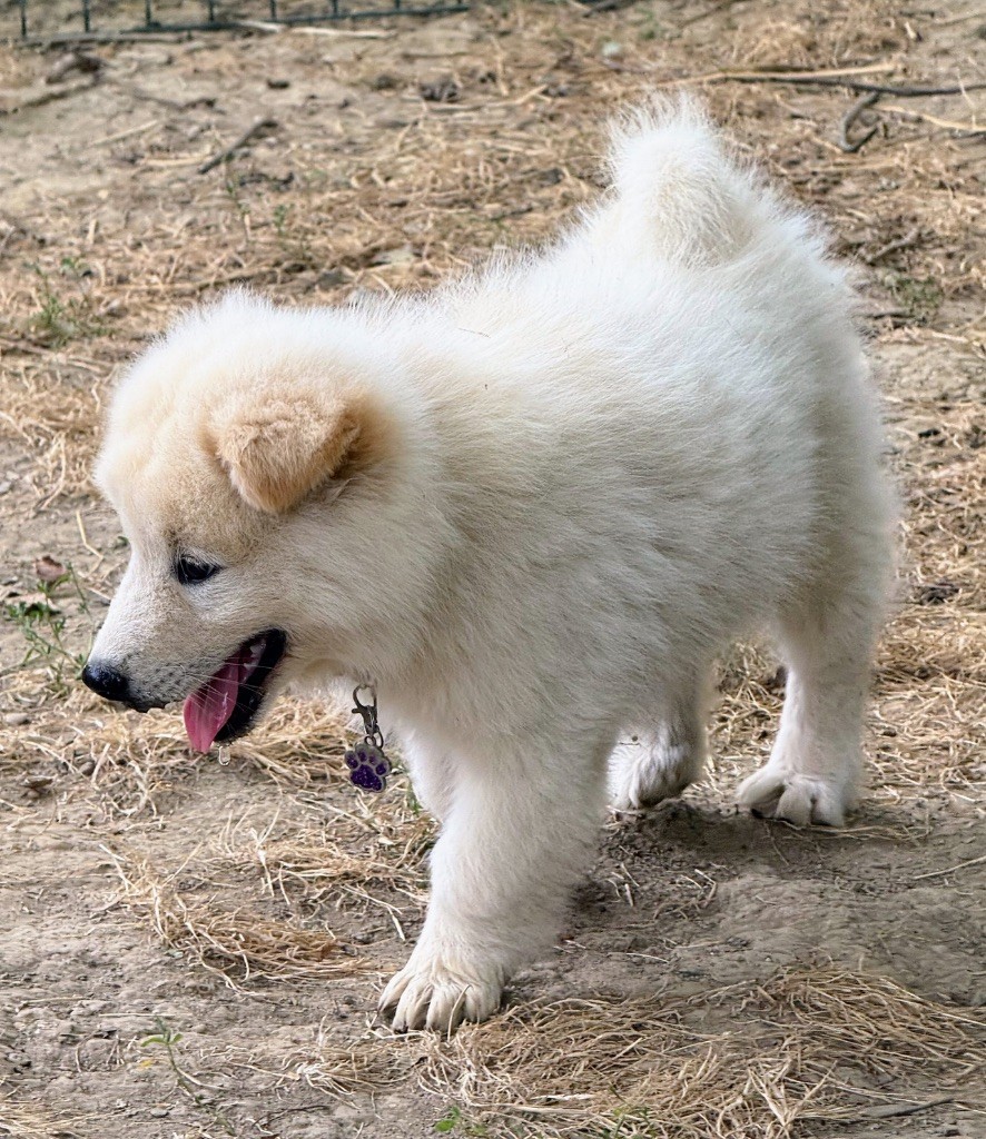 Des Loups Du Midour - Chiots disponibles - Eurasier