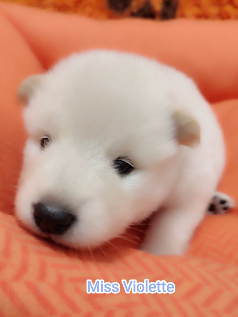 Des Loups Du Midour - Chiots disponibles - Eurasier