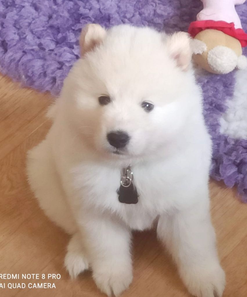 Des Loups Du Midour - Chiots disponibles - Eurasier