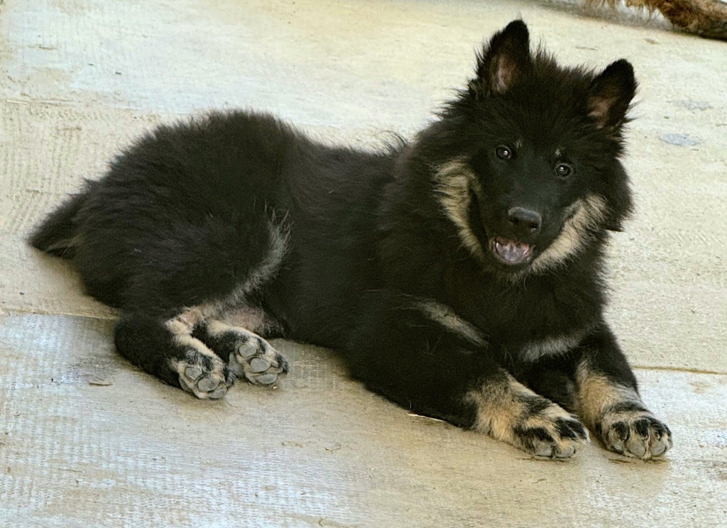 Des Loups Du Midour - Chiots disponibles - Eurasier