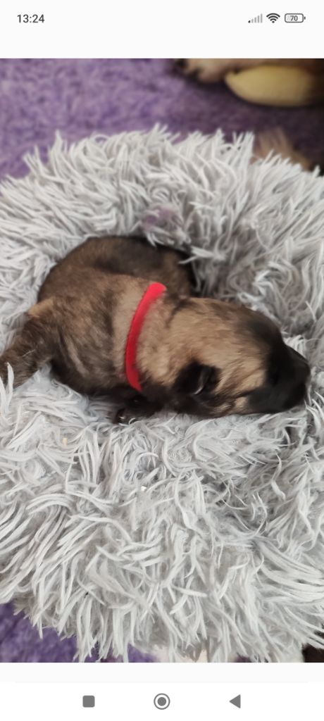 Des Loups Du Midour - Chiots disponibles - Eurasier