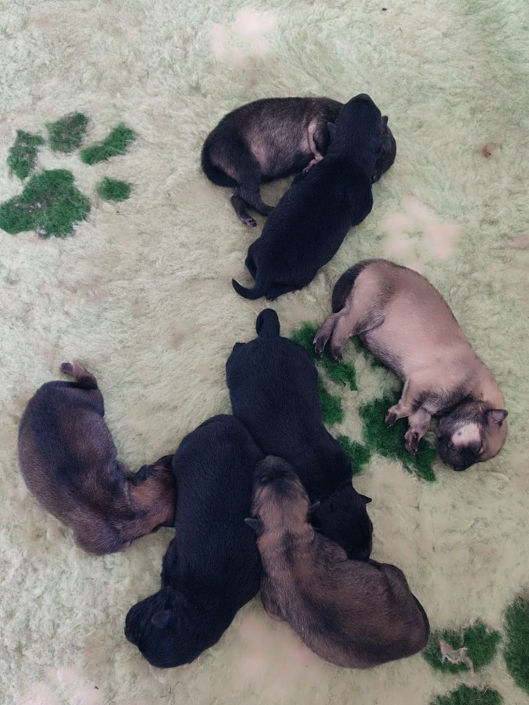 Des Loups Du Midour - Chiots disponibles - Eurasier