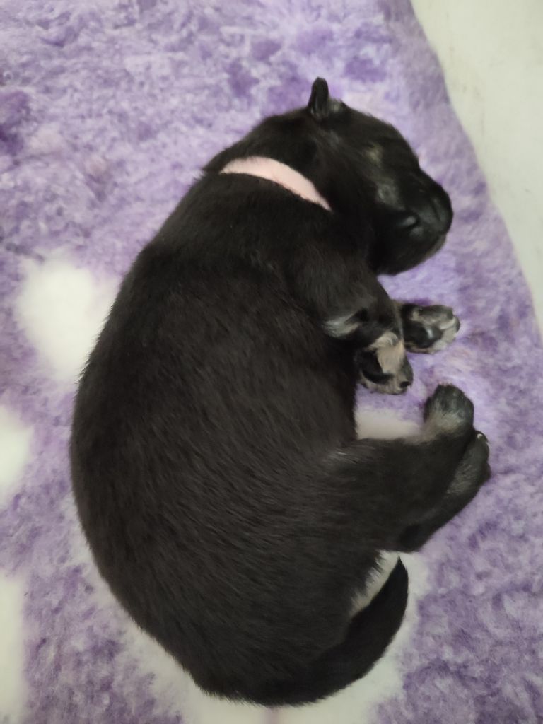 Des Loups Du Midour - Chiots disponibles - Eurasier