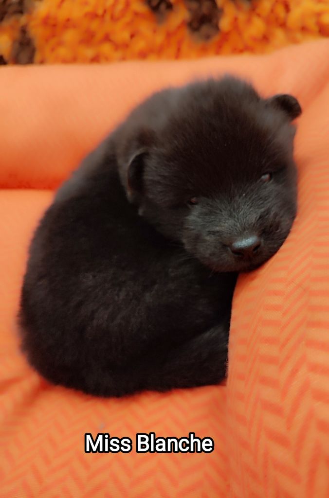 Des Loups Du Midour - Chiots disponibles - Eurasier