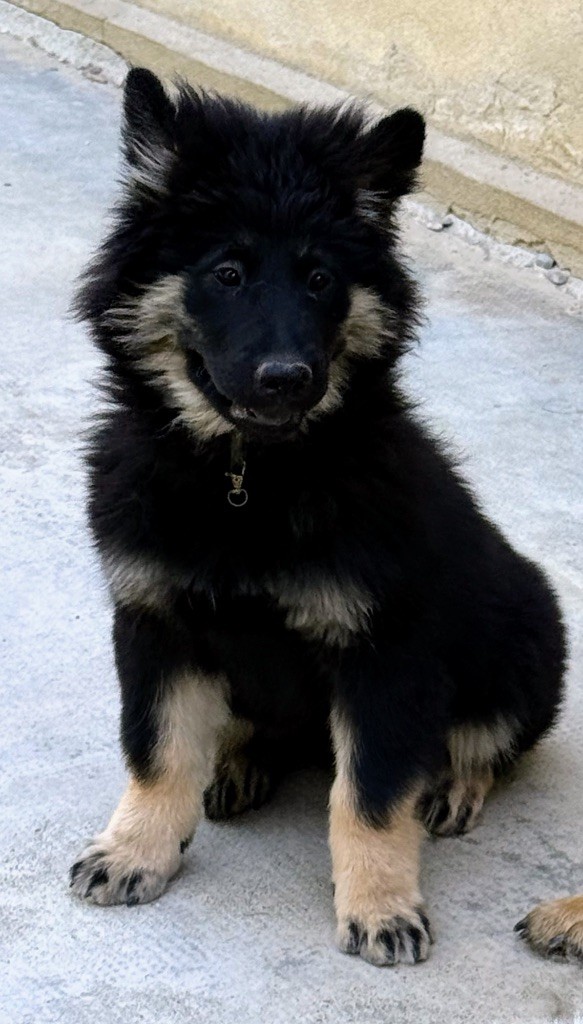 Des Loups Du Midour - Chiots disponibles - Eurasier