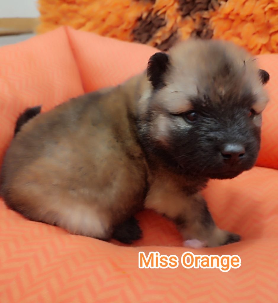 Des Loups Du Midour - Chiots disponibles - Eurasier