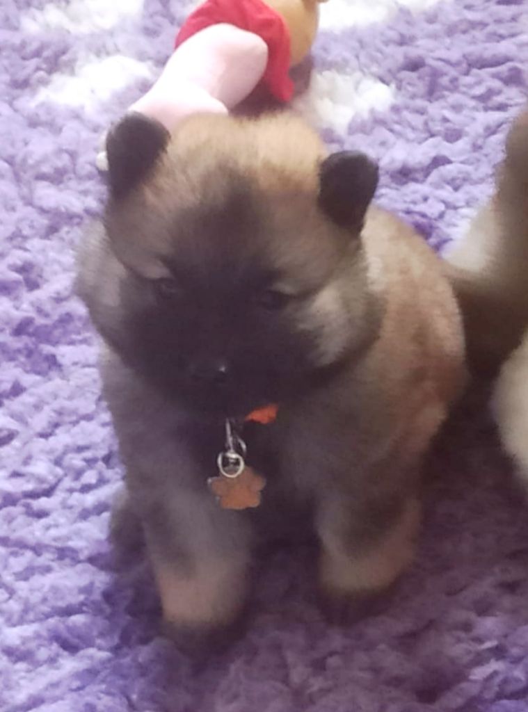 Des Loups Du Midour - Chiots disponibles - Eurasier