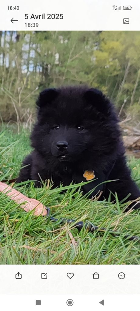 Des Loups Du Midour - Eurasier - Portée née le 31/01/2025