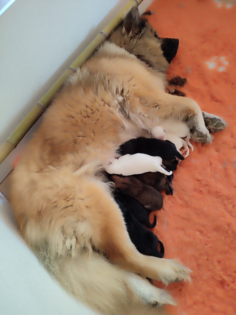 Des Loups Du Midour - Chiots disponibles - Eurasier