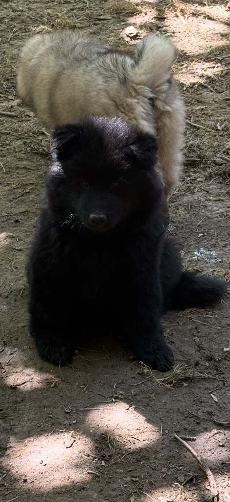 Des Loups Du Midour - Chiots disponibles - Eurasier