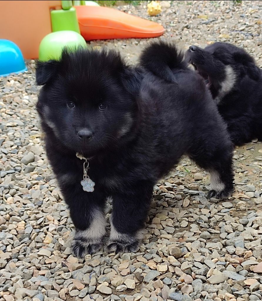 Des Loups Du Midour - Chiots disponibles - Eurasier