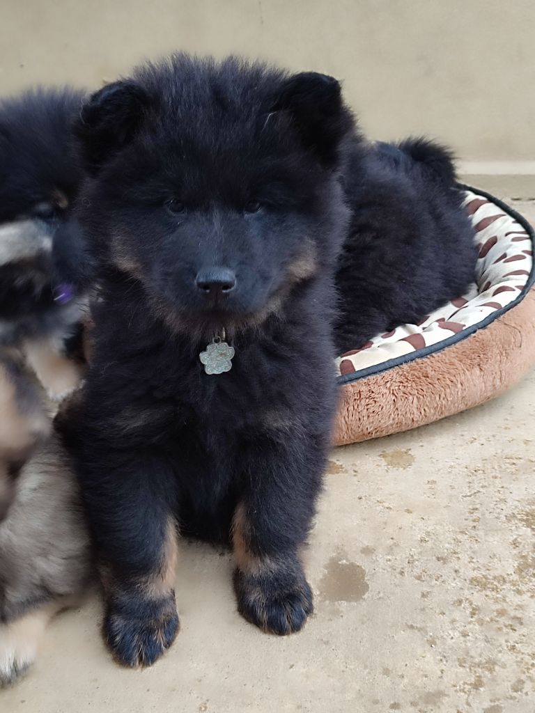 Des Loups Du Midour - Chiots disponibles - Eurasier