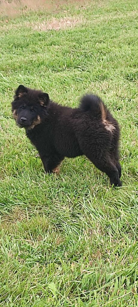 Des Loups Du Midour - Chiots disponibles - Eurasier