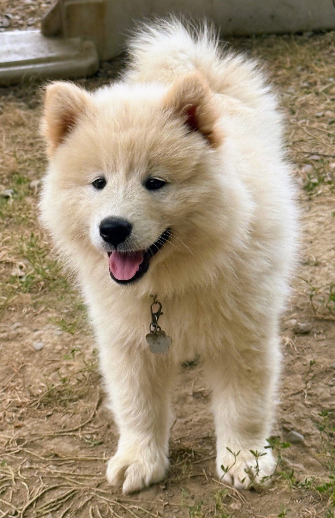 Des Loups Du Midour - Chiots disponibles - Eurasier