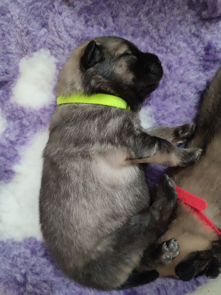 Des Loups Du Midour - Chiots disponibles - Eurasier