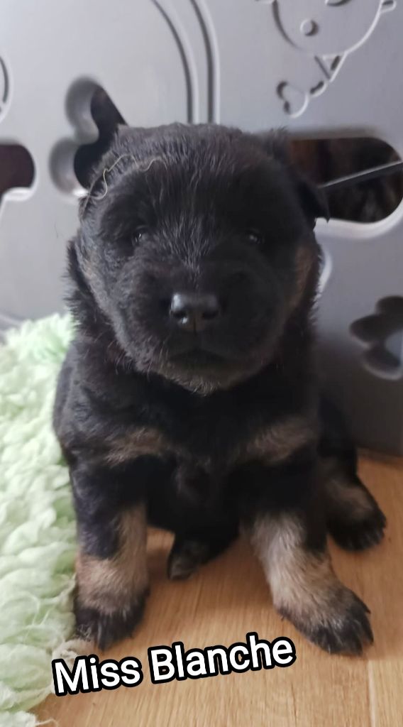 Des Loups Du Midour - Chiots disponibles - Eurasier