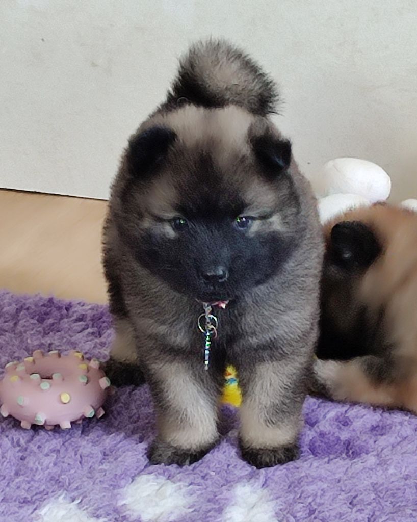 Des Loups Du Midour - Chiots disponibles - Eurasier