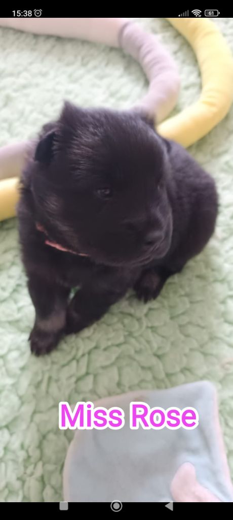 Des Loups Du Midour - Chiots disponibles - Eurasier