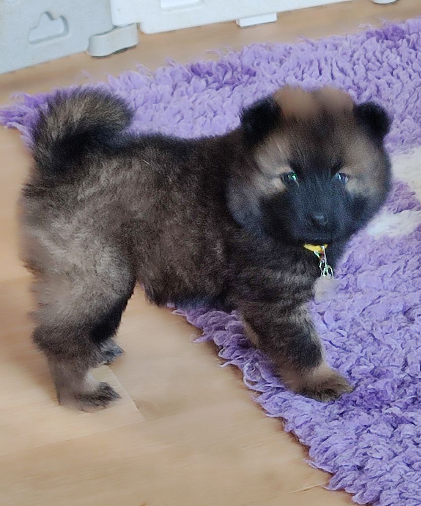 Des Loups Du Midour - Chiots disponibles - Eurasier