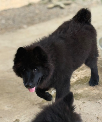 Balou