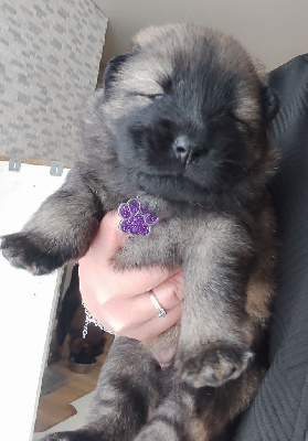 Miss collier Violet 