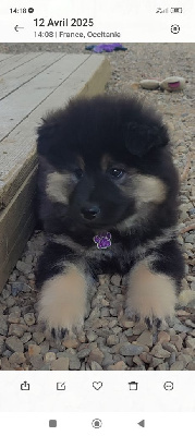 Miss collier Violet 
