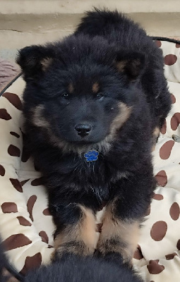 Mr collier Bleu 
