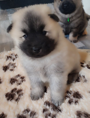 CHIOT