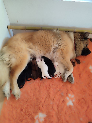 CHIOT 7