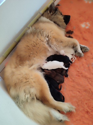 CHIOT 4