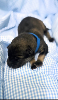 Mr collier bleu foncé 