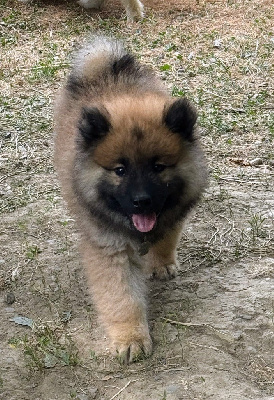 Ace