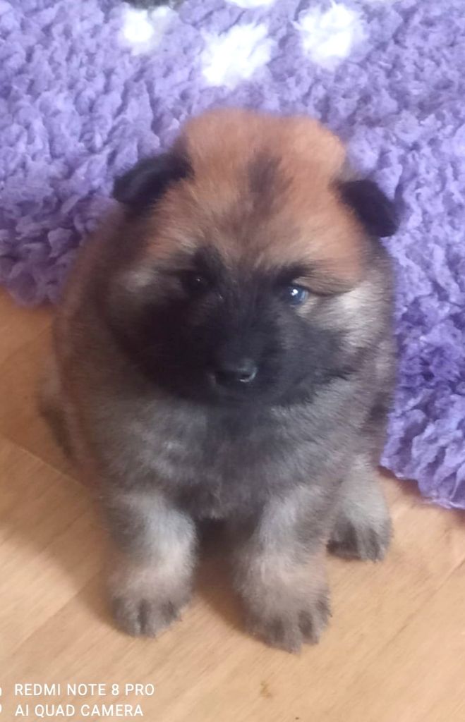 Des Loups Du Midour - Chiots disponibles - Eurasier