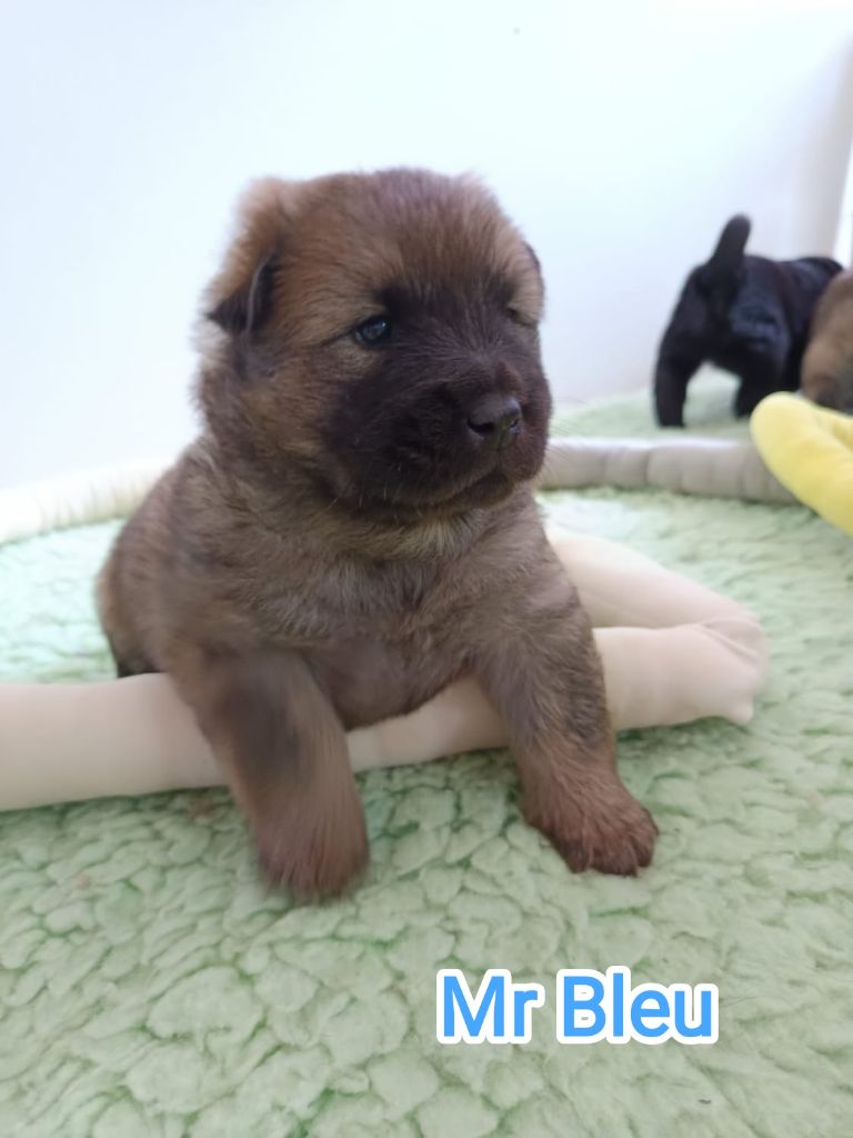 Des Loups Du Midour - Chiots disponibles - Eurasier