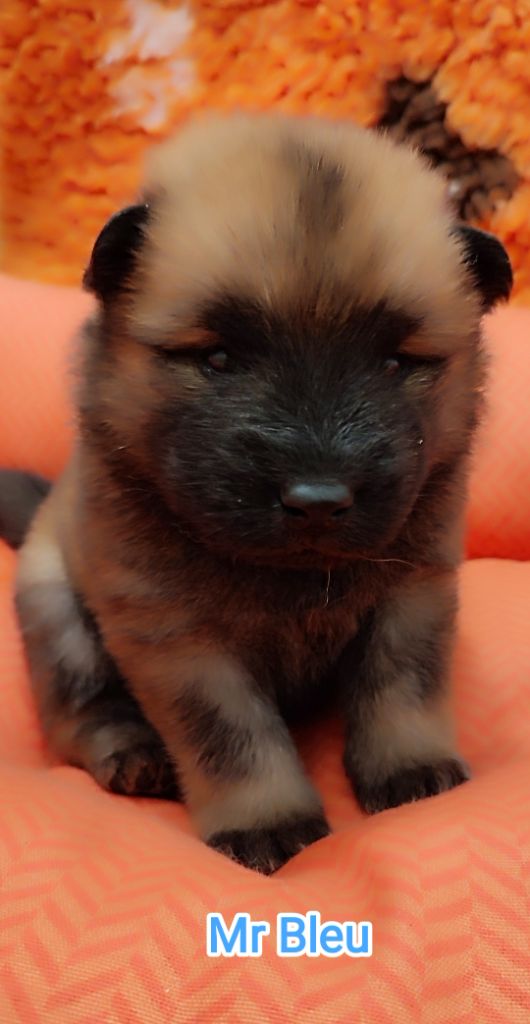 Des Loups Du Midour - Chiots disponibles - Eurasier