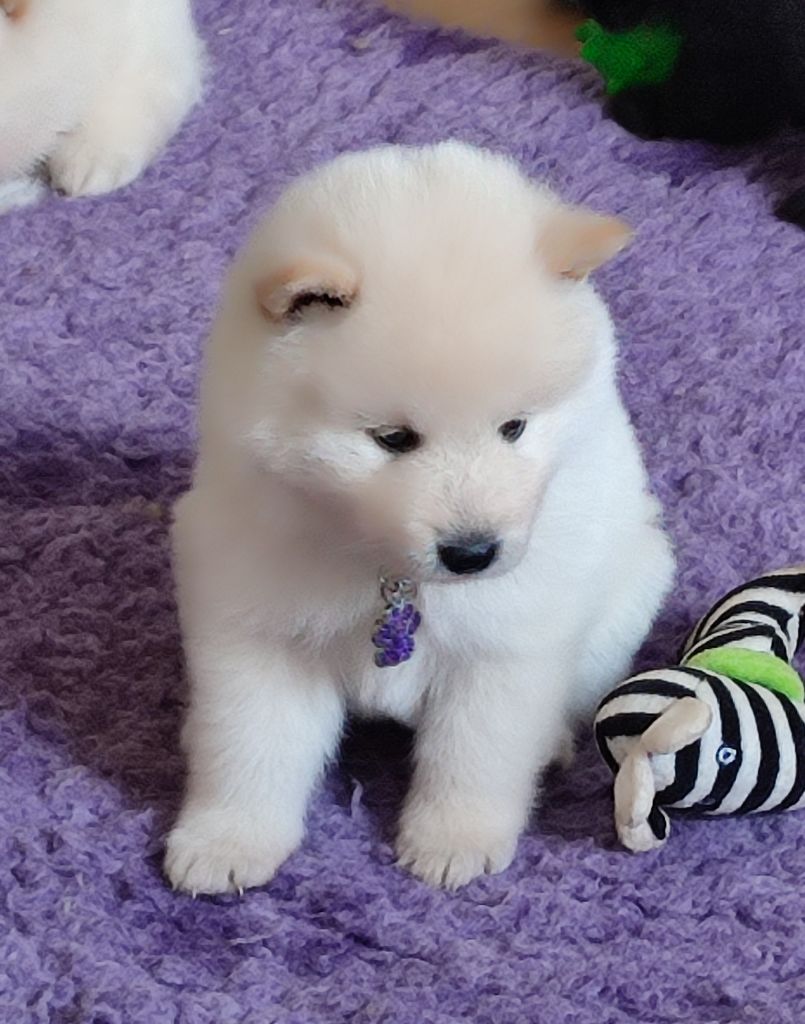 Des Loups Du Midour - Chiots disponibles - Eurasier