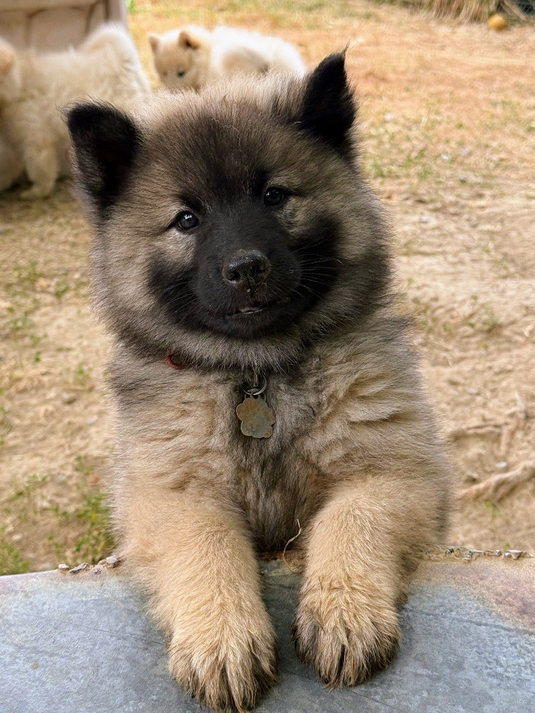 Des Loups Du Midour - Chiots disponibles - Eurasier