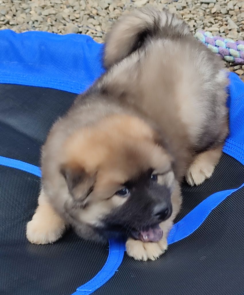 Des Loups Du Midour - Chiots disponibles - Eurasier