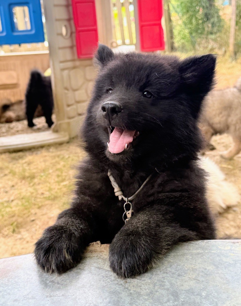 Des Loups Du Midour - Chiots disponibles - Eurasier
