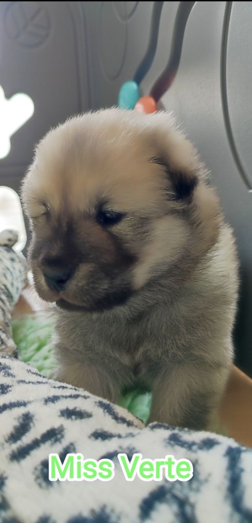 Des Loups Du Midour - Chiots disponibles - Eurasier