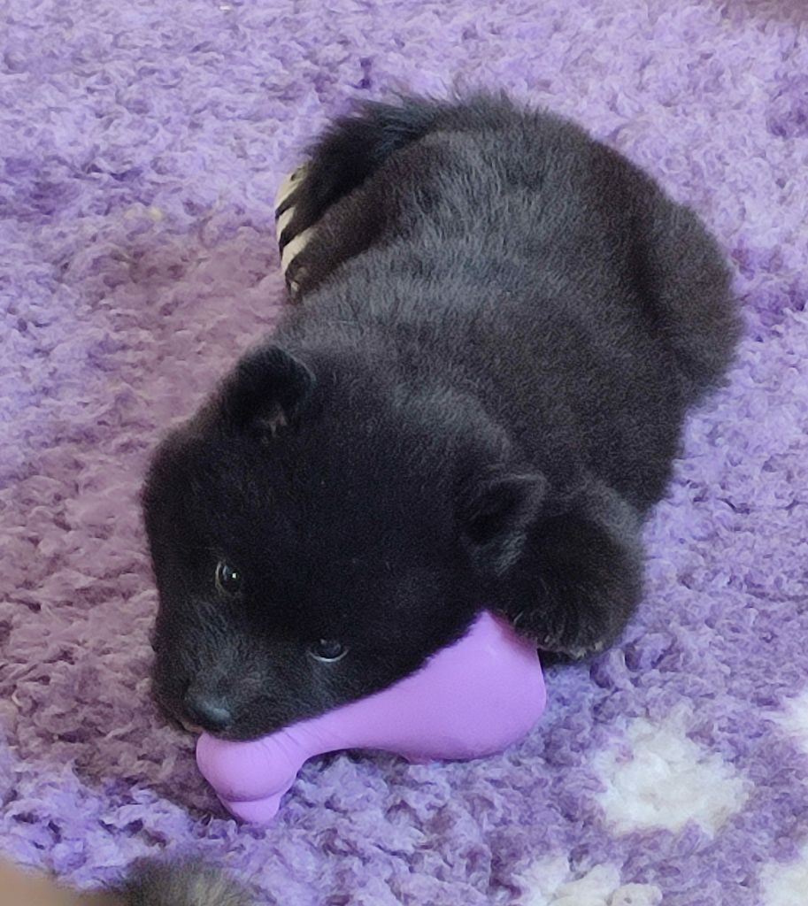 Des Loups Du Midour - Chiots disponibles - Eurasier