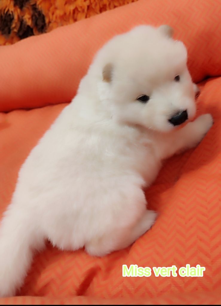 Des Loups Du Midour - Chiots disponibles - Eurasier