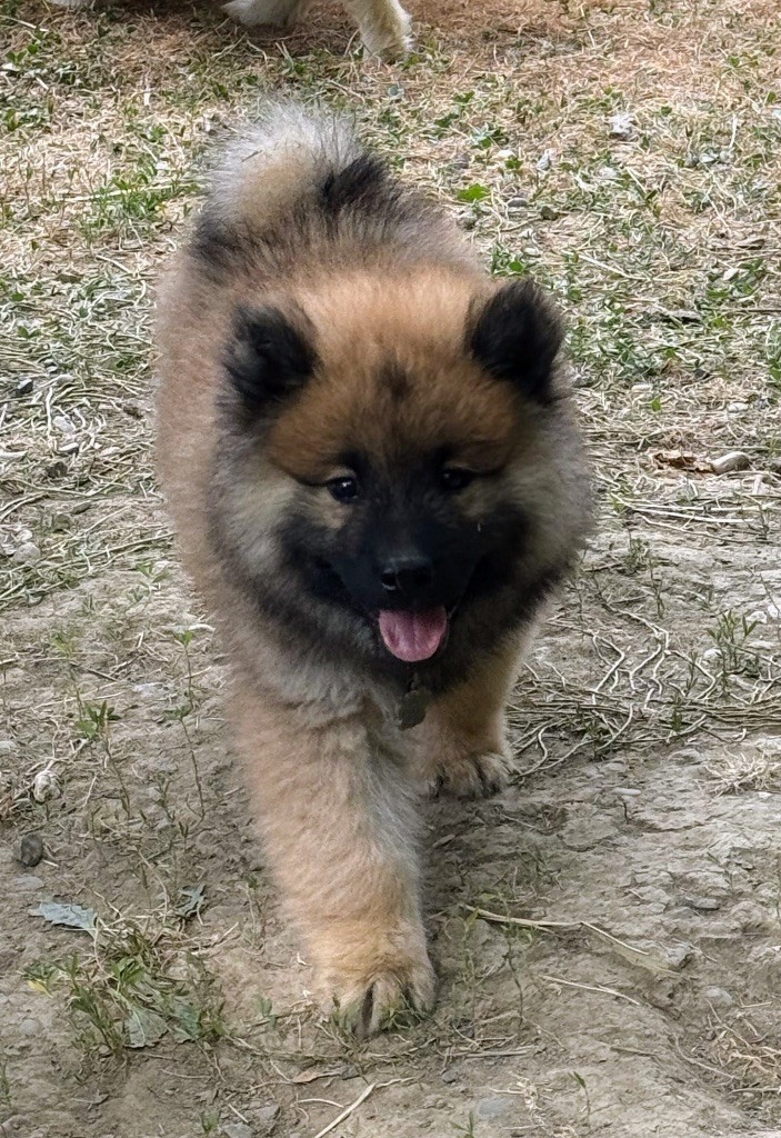 Des Loups Du Midour - Chiots disponibles - Eurasier