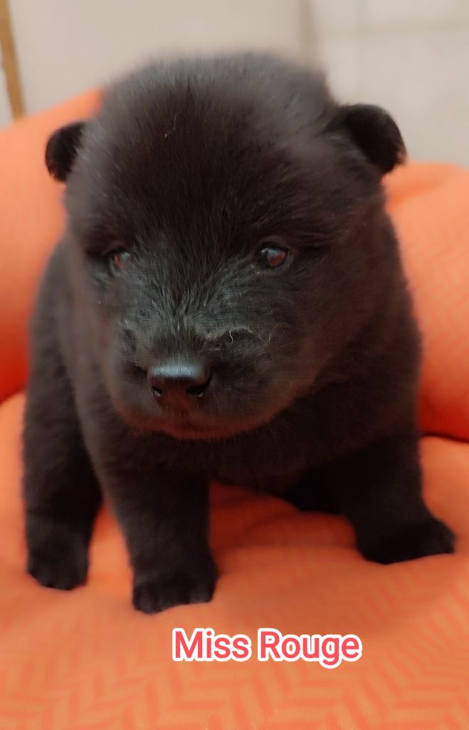 Des Loups Du Midour - Chiots disponibles - Eurasier