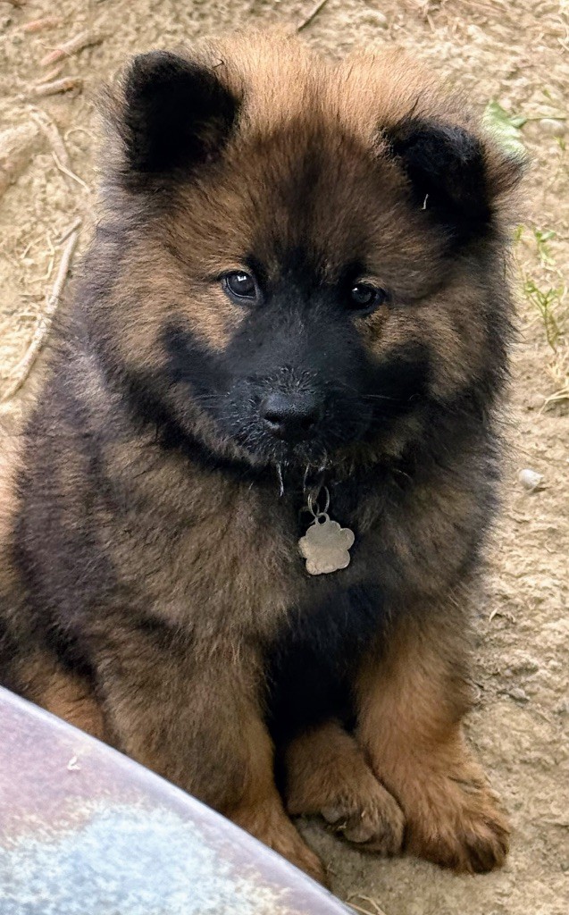 Des Loups Du Midour - Chiots disponibles - Eurasier