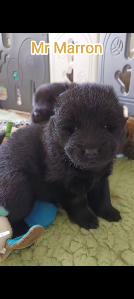 Des Loups Du Midour - Chiots disponibles - Eurasier