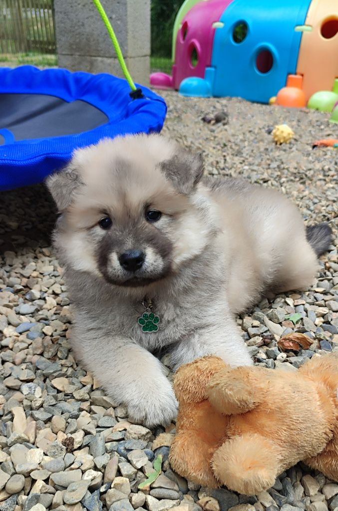 Des Loups Du Midour - Chiots disponibles - Eurasier